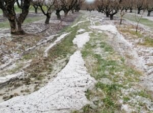 Read more about the article Κιλελέρ: Χαλάζι σάρωσε φιστικιές στο στάδιο της επικονίασης