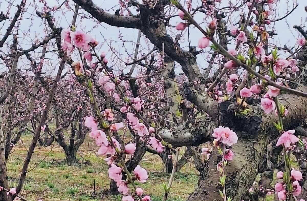 Ροδακινοπαραγωγοί σε απόγνωση, ξεχώνουν δέντρα επταετίας