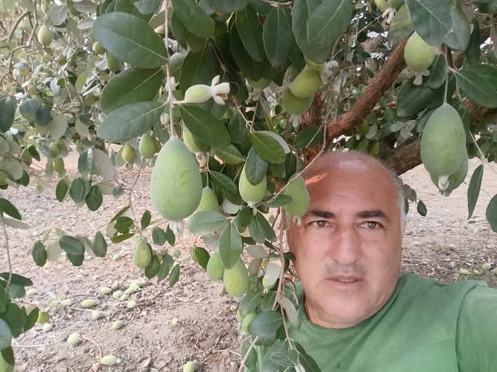 You are currently viewing Feijoa: Γλίτωσε τον παγετό το φρούτο που πιάνει τιμή 22 ευρώ