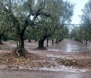 Read more about the article Mεγάλες ζημιές από το χαλάζι σε 40 χωριά του νομού Αιτωλοακαρνανίας