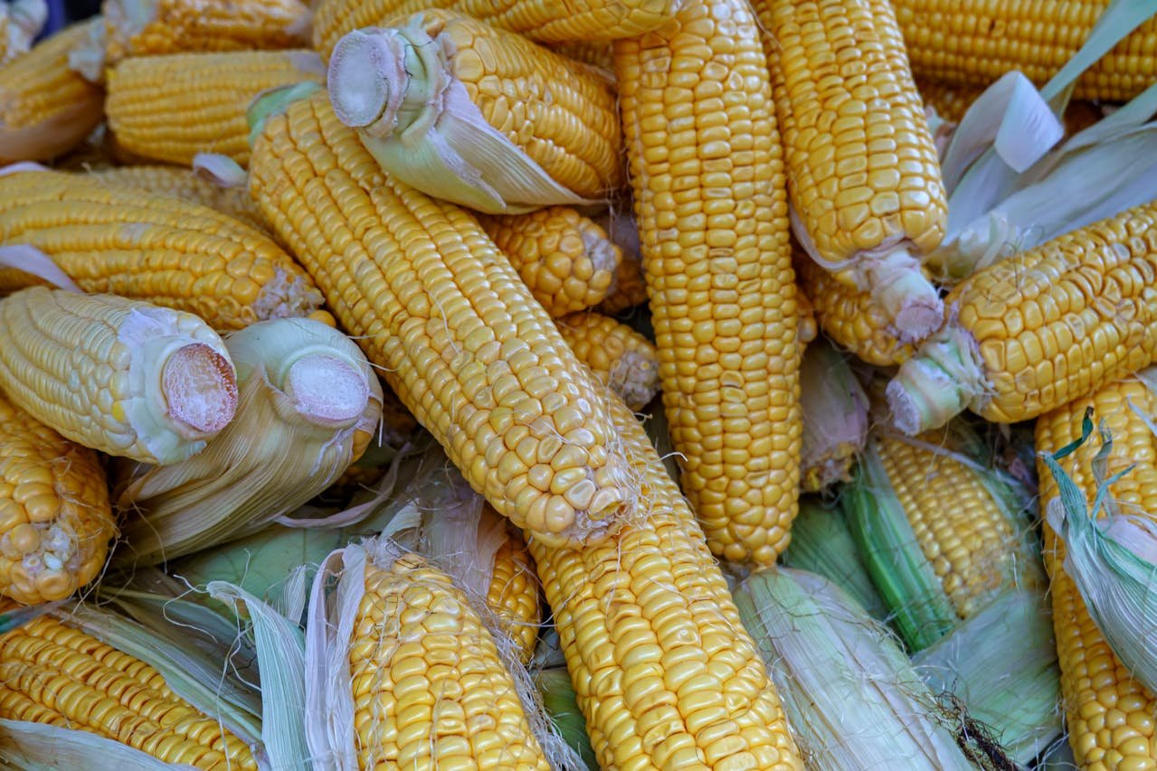 Read more about the article Η παγκόσμια αγορά σιτηρών το 2025/26: Τάσεις, τιμές και εμπορικές ροές