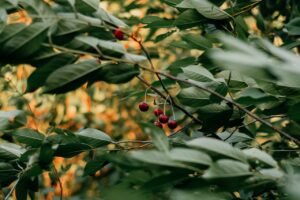 Read more about the article Ξεραίνονται οι κερασιές στη Ροδόπη