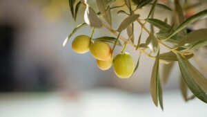 Fresh Olives in Container