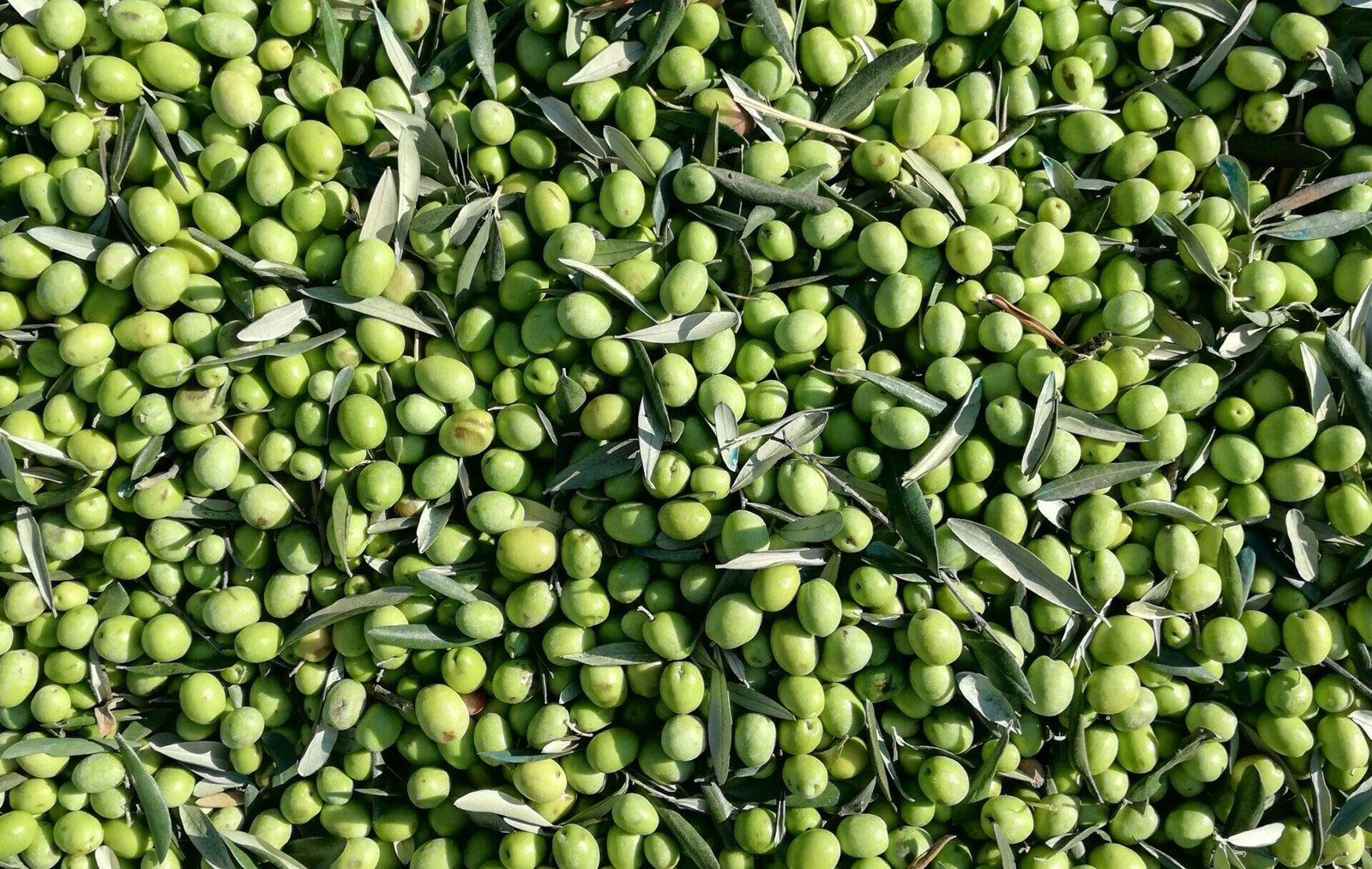 Read more about the article Νέα βόμβα στην αγορά ελαιολάδου, με 6,30 πούλησε ο ΑΣ Μολάων