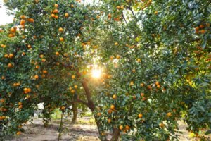 Read more about the article Στη βουλή η μικροκαρπία στα πορτοκάλια