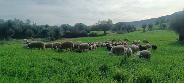 ΣΕΚ: Τοπικά πρόβατα και αίγα Κρήτης να μπουν στα αυτόχθονα