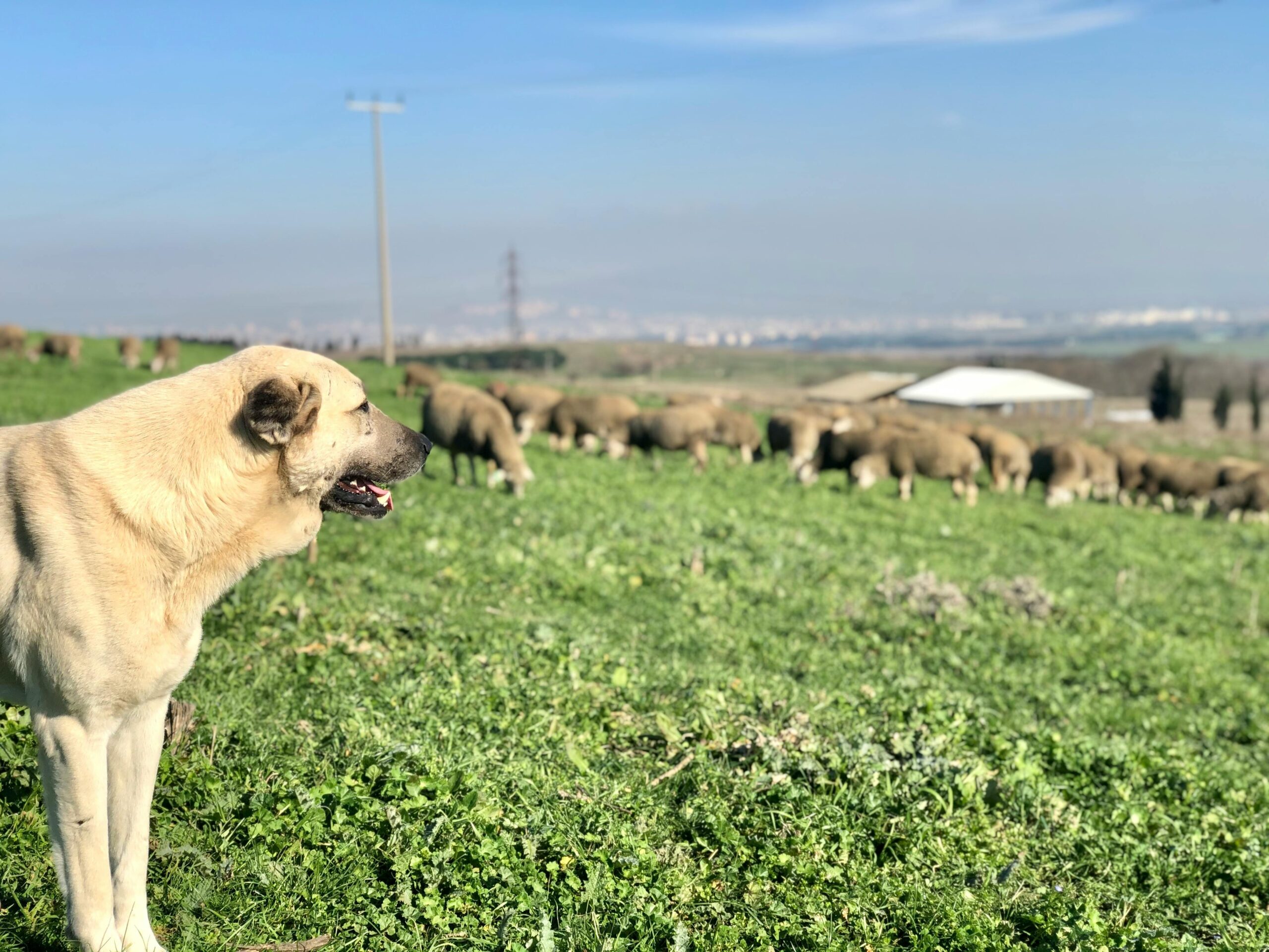 Προβλήματα με την ενίσχυση ζωοτροφών