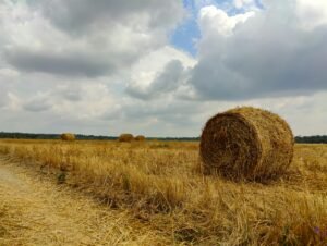 Read more about the article Κέλλας για αποζημιώσεις αδιάθετων τριφυλλιών: Να τελειώσει το ΟΣΔΕ, να δούμε τις εκτάσεις και θα επανέλθουμε