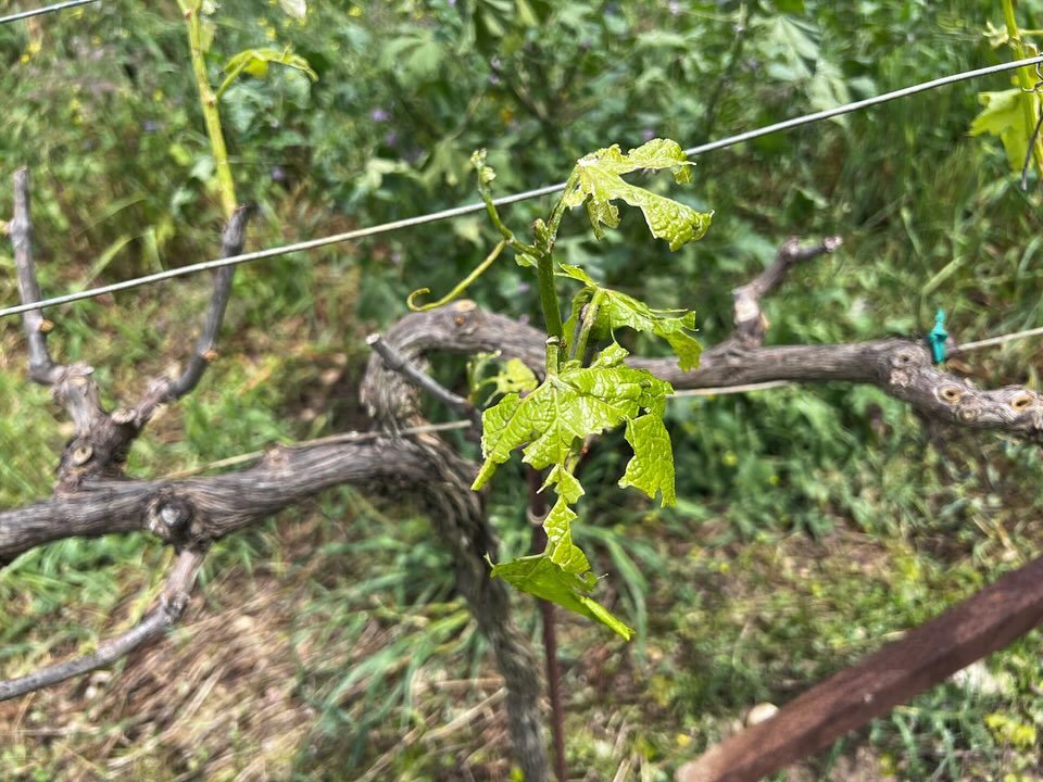 Read more about the article Αυτοψία Αυγενάκη σε χαλαζόπληκτες περιοχές