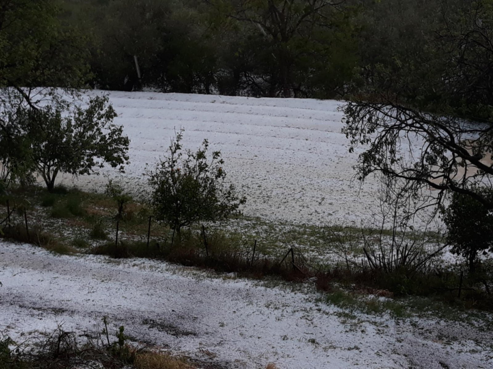 Read more about the article Τεράστιες απώλειες στη Ρουμανία από παγετούς, νέες ζημιές από χαλάζι στην Ελλάδα