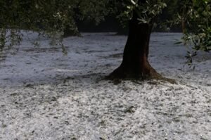 Read more about the article Σφοδρό χαλάζι “τελείωσε” τις ελιές στην Αιτωλοακαρνανία, ζημιές και αλλού