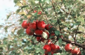 Read more about the article Δεν γλίτωσαν το χαλάζι ούτε τα μήλα Τριπόλεως