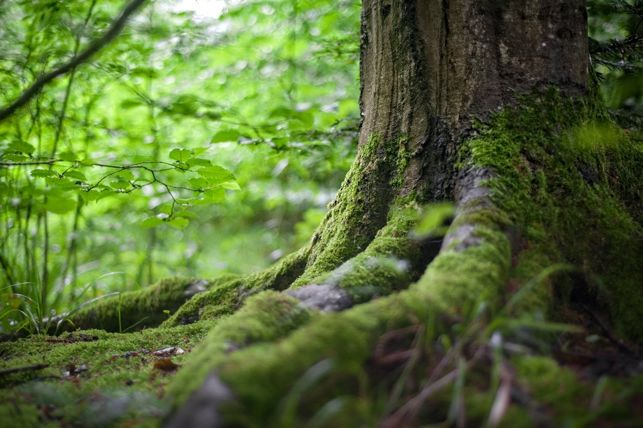 Read more about the article Πρωτοβουλία «75UN – 75 Trees UNAI SDG7»: Διάθεση δένδρων
