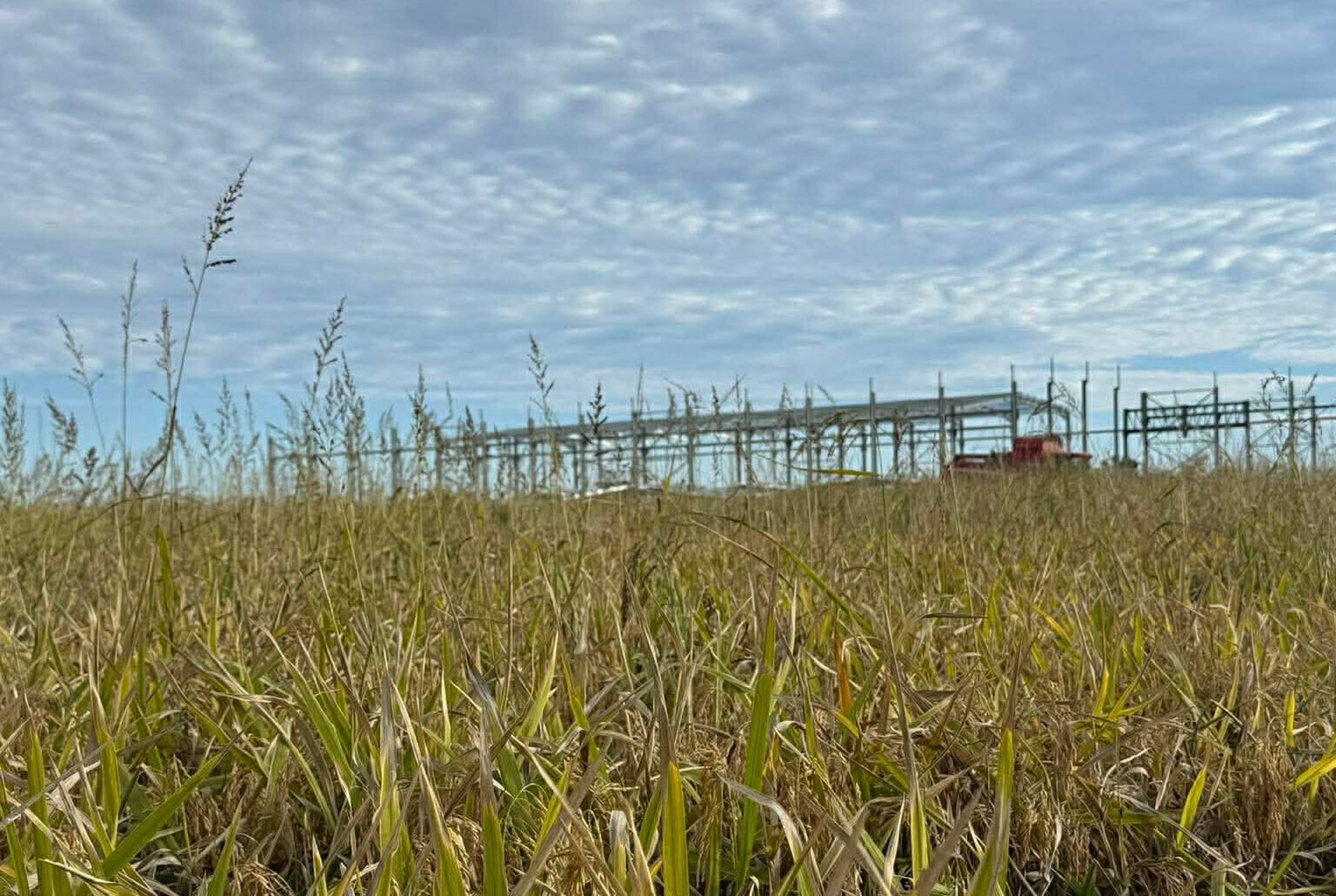 Read more about the article Αναγνωρίστηκε επίσημα η μειωμένη παραγωγή ρυζιού