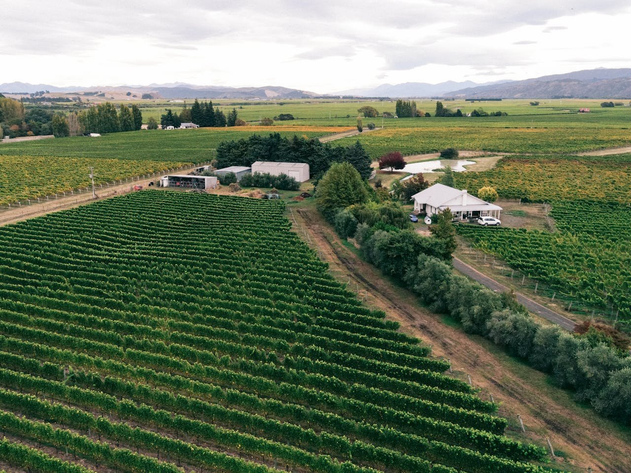 You are currently viewing Απαράδεκτος αποκλεισμός των αμπελουργών Βοιωτίας από το Μέτρο 23