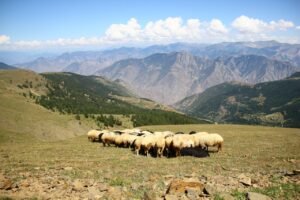 Read more about the article Οζγκιούρ Φερχάτ: Άνιση μεταχείριση πληγέντων κτηνοτρόφων Ροδόπης