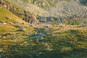 Read more about the article Ξεκληρίζεται η κτηνοτροφία στην Ξάνθη, νέα κρούσματα ευλογιάς