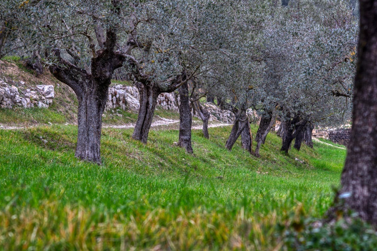 Read more about the article Κατανομή προσωπικού για τη φετινή δακοκτονία