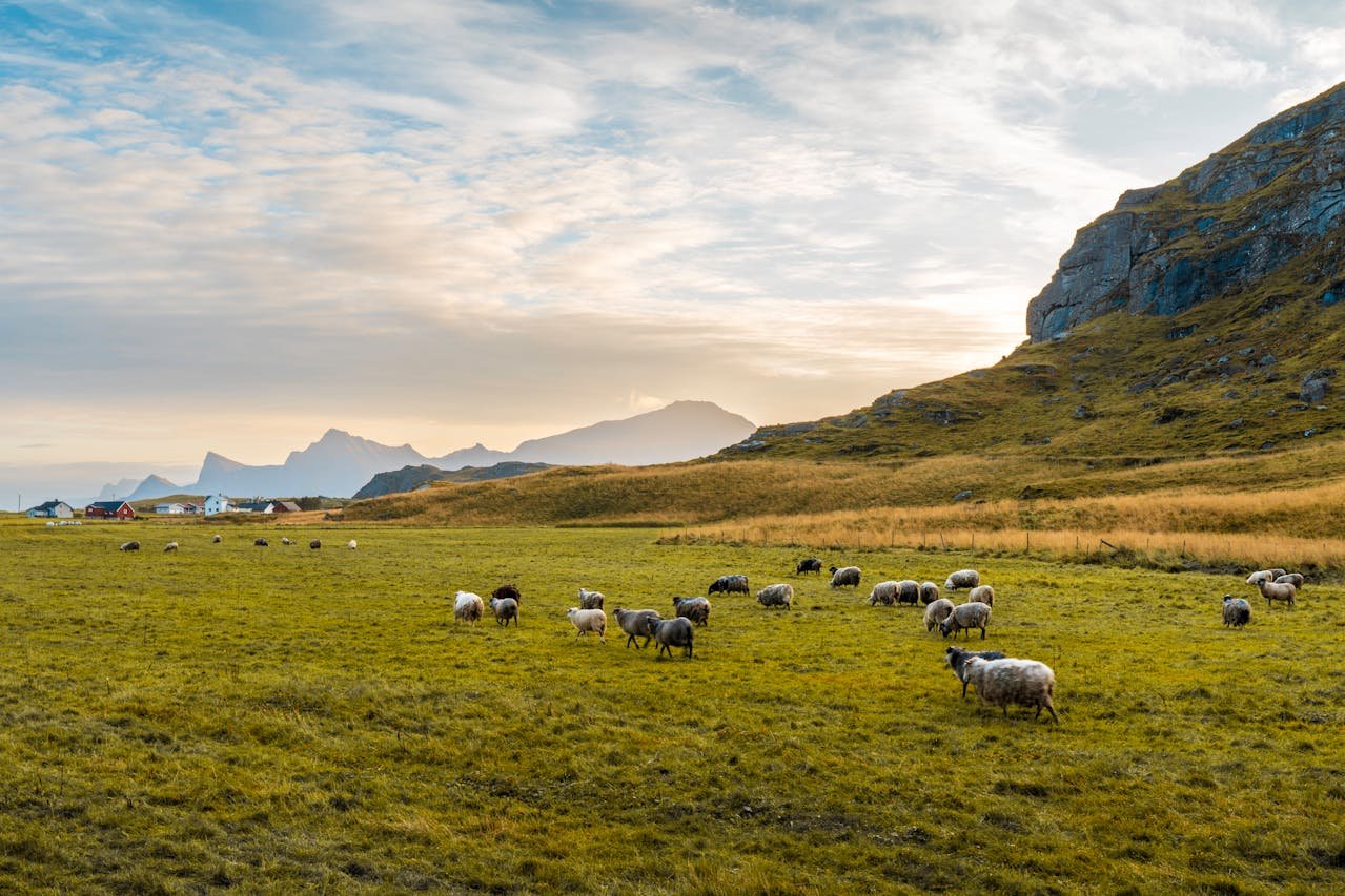 Read more about the article Κρούσμα αφθώδους στην Τουρκία, έκτακτα μέτρα στην Ελλάδα