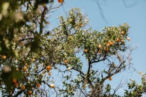 Read more about the article ΕΛΓΑ: Δεν καλύπτεται και δεν αποζημιώνεται η μικροκαρπία στα πορτοκάλια