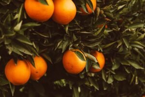 Read more about the article Εσπεριδοειδή Ιταλίας: Σε διαδικασία αναδιάρθρωσης η παραγωγή