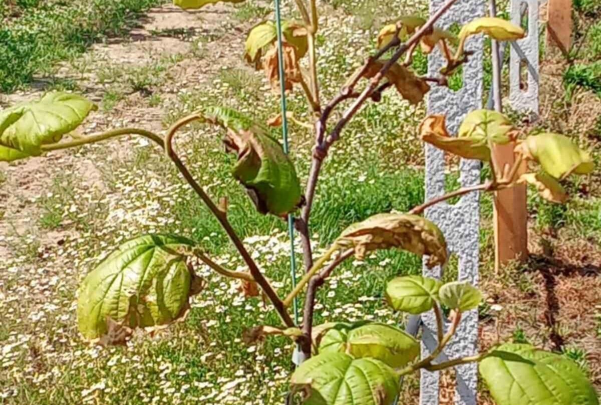 Read more about the article Η τριετής αμειψισπορά ως βασικός παράγοντας επιτυχημένης φύτευσης ακτινιδίων