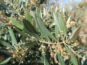 Read more about the article COAG Jaén: Zημιές σε ελαιοκαλλιέργειες της Ισπανίας από τις ζέστες