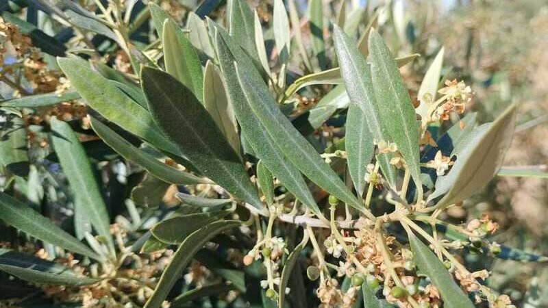 COAG Jaén: Zημιές σε ελαιοκαλλιέργειες της Ισπανίας από τις ζέστες