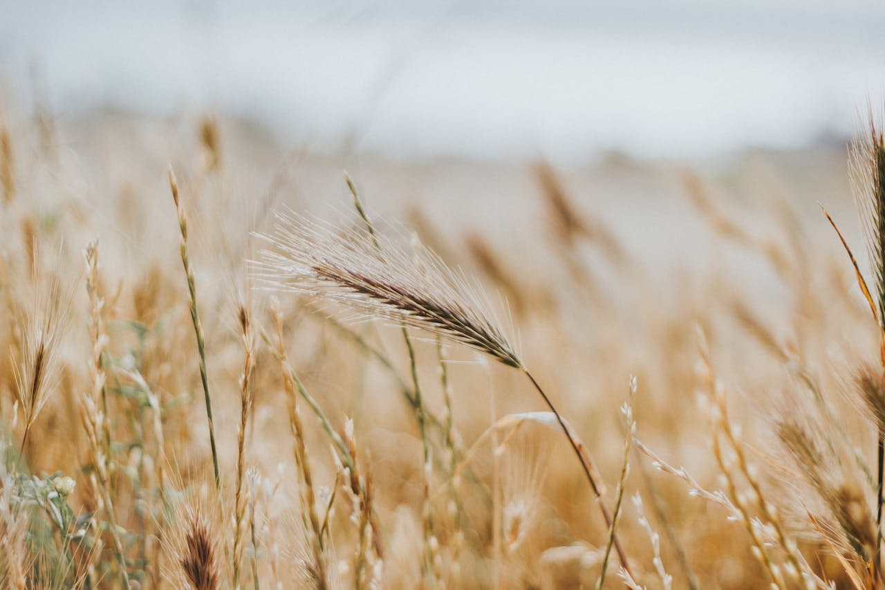 Read more about the article Προβλέψεις USDA για την παραγωγή σιταριού, κριθαριού στην Αλγερία