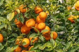 Read more about the article Εγκρίθηκαν πιστώσεις για Βιολογικά, προσεχώς πληρωμές