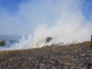 Read more about the article Πάνω από 30.000 καμένα μαστιχόδεντρα στη Χίο, χωρίς εισόδημα πολλοί αγρότες