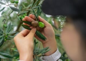 Read more about the article “Τώρα που κατέρρευσαν οι τιμές ελαιολάδου, να πέσουν και τα μεροκάματα”