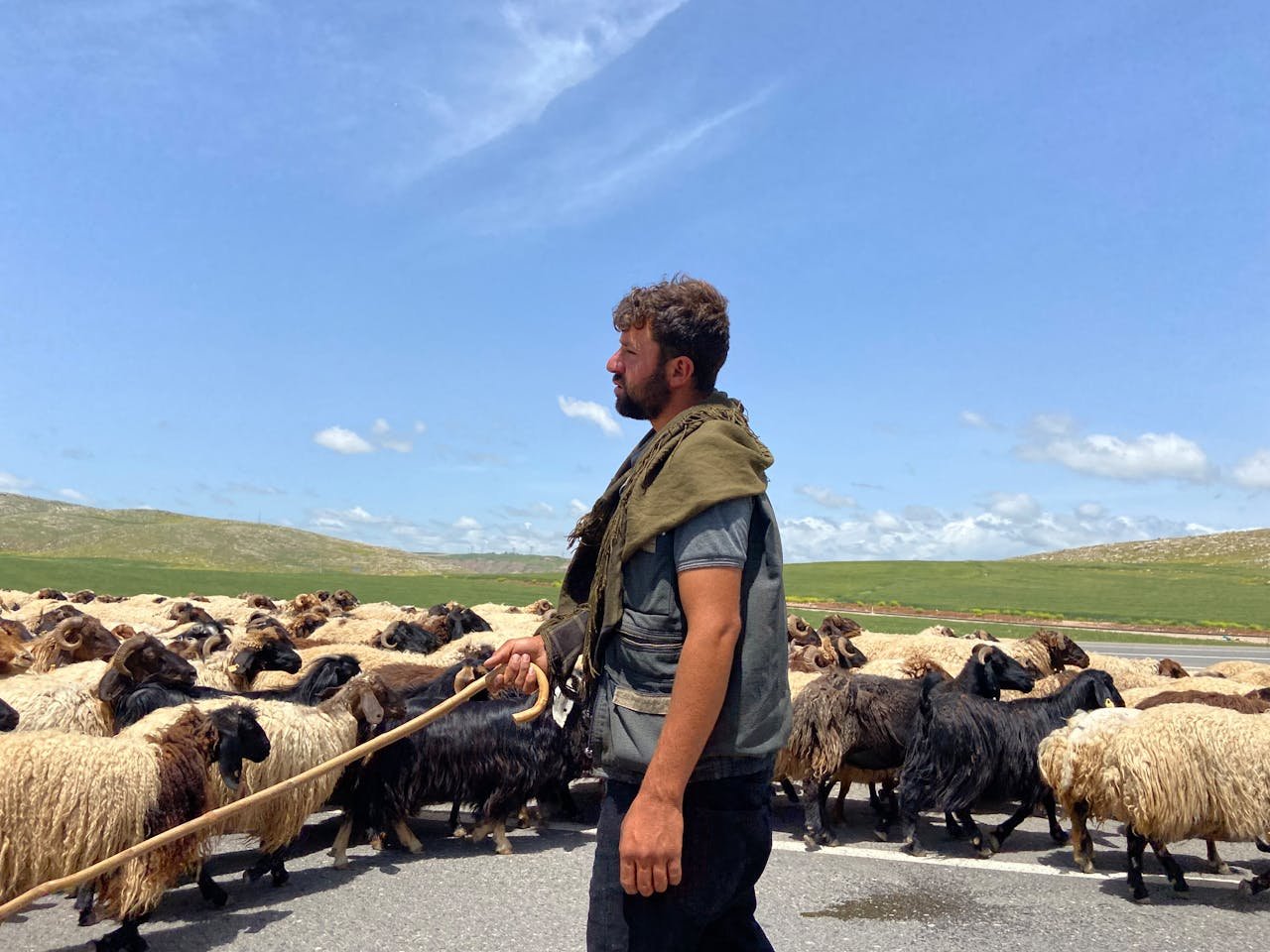 Read more about the article Ο νέος ΚΟΚ ορίζει πώς κινούνται τα κοπάδια ζώων στο οδικό δίκτυο