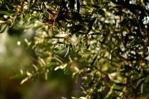 Read more about the article Αποζημίωση ελαιοπαραγωγών εκτός κανονισμού μελετά τώρα η κυβέρνηση