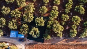Read more about the article Όλα τα δικαιολογητικά για εγγραφή ή επικαιρoποίηση ελαιοκομικού μητρώου