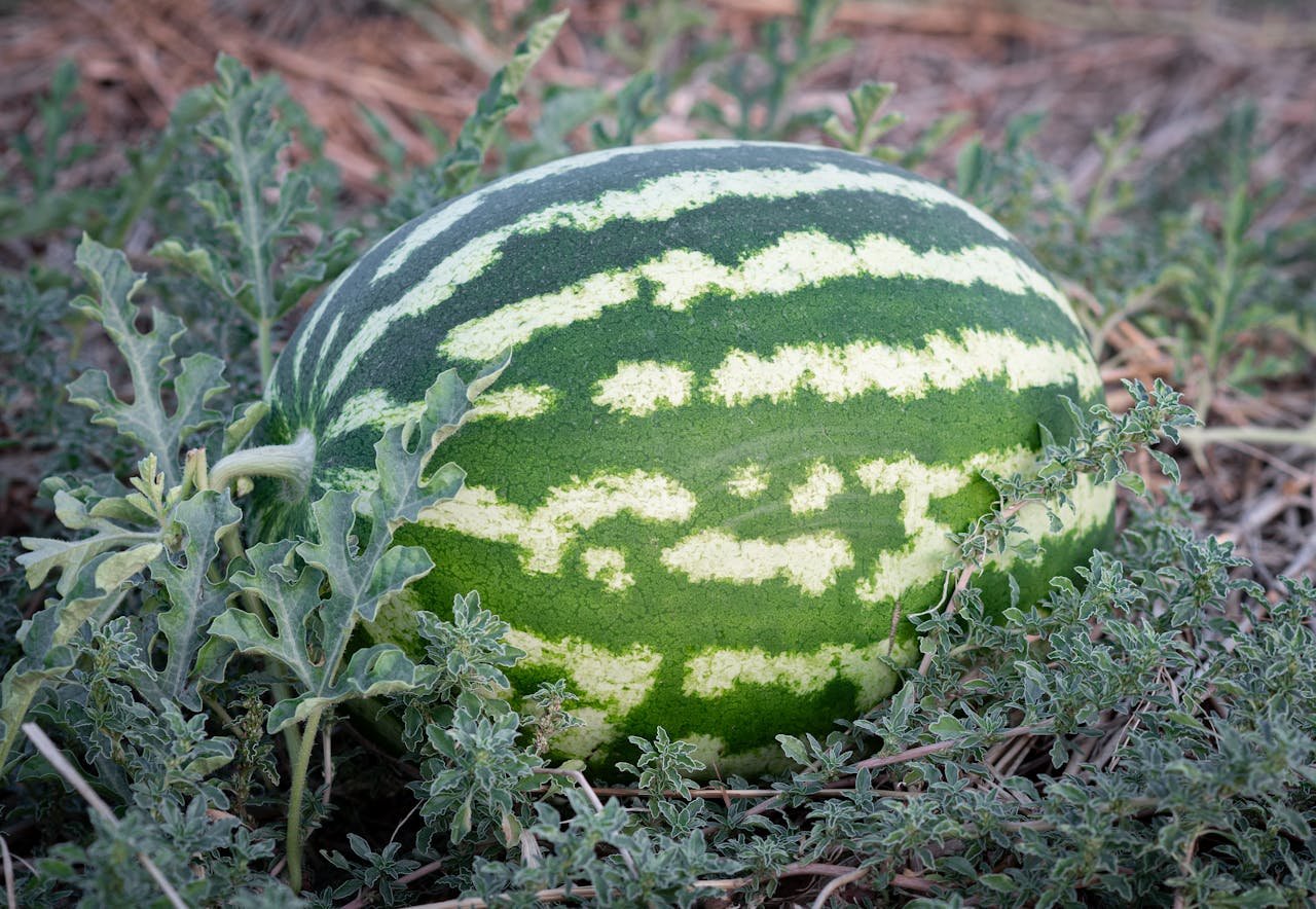 Read more about the article Πώς εξελίσσονται οι εξαγωγές νωπών οπωροκηπευτικών