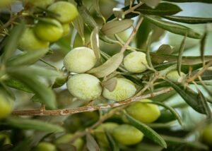Read more about the article Κρίσιμες οι επόμενες μέρες για την καρπόδεση στη Χαλκιδική, πιθανή μια νέα καλή χρονιά