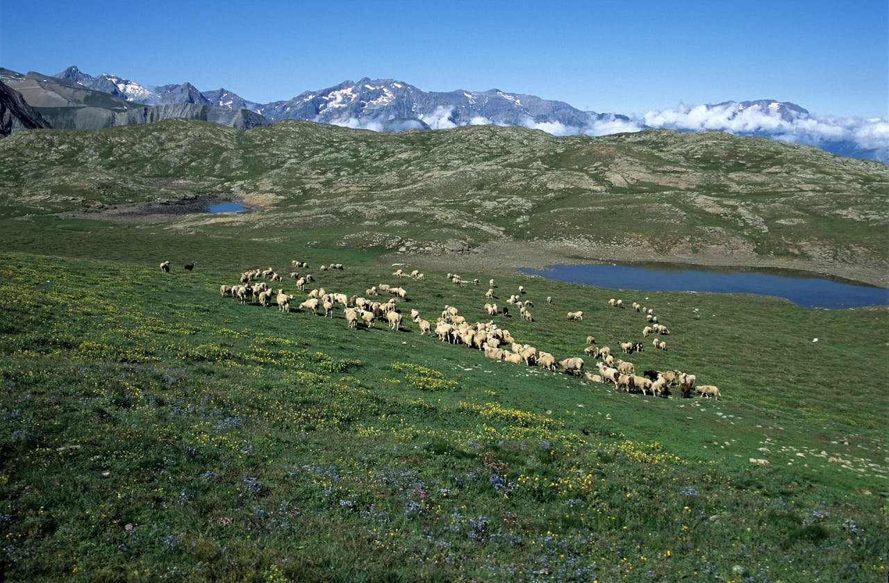 Read more about the article Σύνταξη τευχών δημοπράτησης Διαχειριστικών Βόσκησης από την Κοινωνία της Πληροφορίας