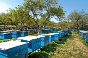 Read more about the article Σε ΦΕΚ συνδεδεμένη σηροτροφίας, εγγραφή ποικιλιών στον εθνικό κατάλογο
