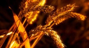 Read more about the article USDA για παραγωγή σιταριού και ρυζιού στο Πακιστάν