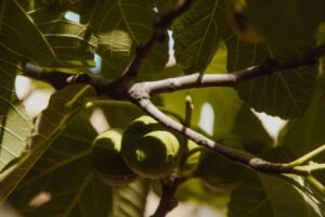 Read more about the article Άφησαν εκτός Μέτρου 23 τα σύκα της Λακωνίας