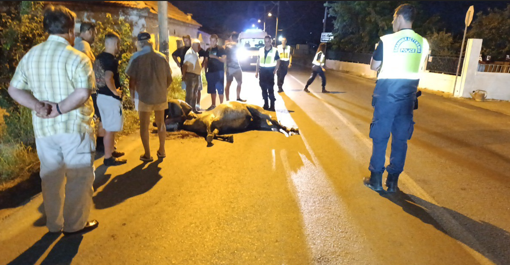 You are currently viewing Τροχαίο – σοκ στον Βόλο με άλογο