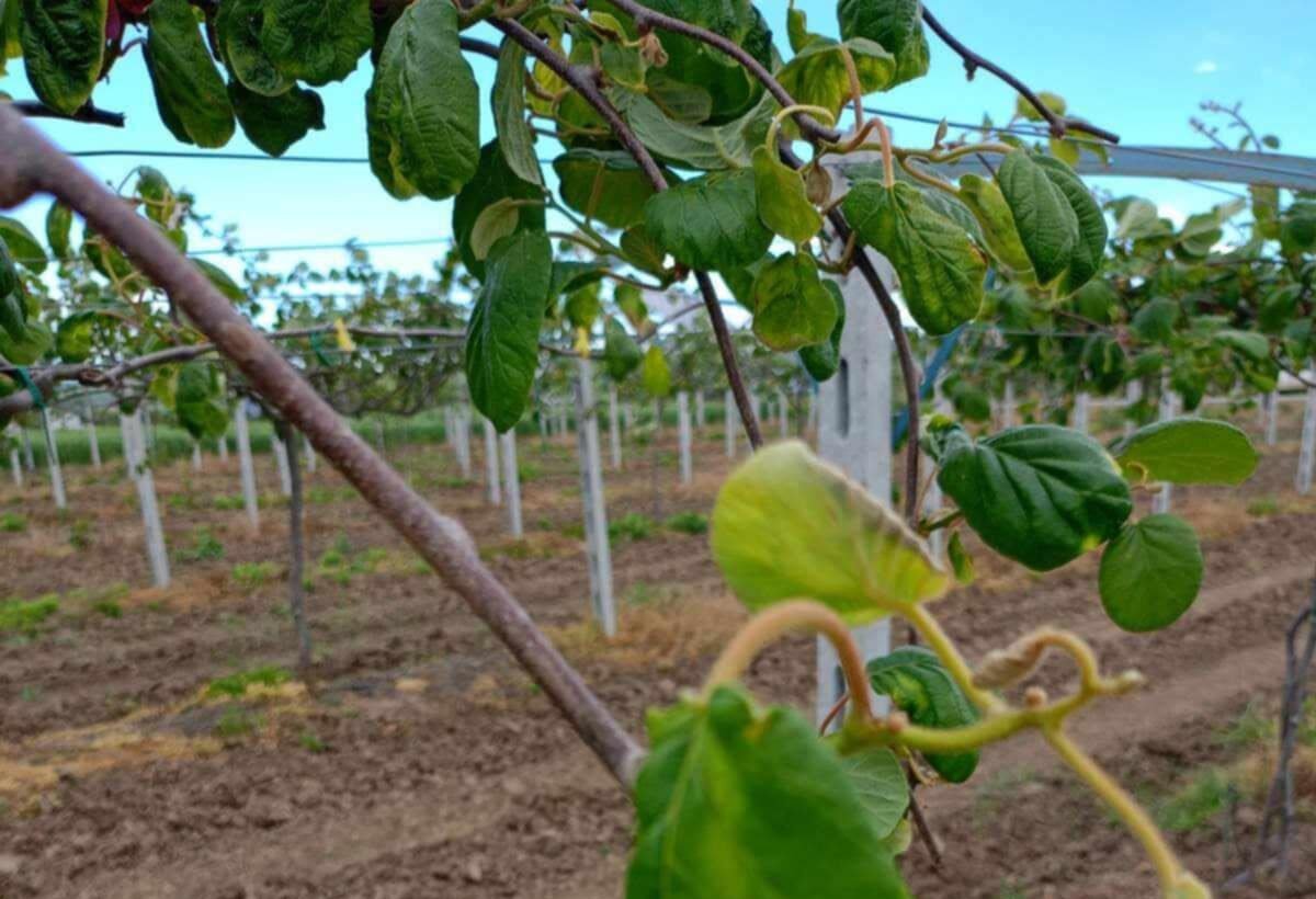 Read more about the article Οι νηματώδεις από τους πιο βασικούς «περιοριστικούς» παράγοντες για το ακτινίδιο