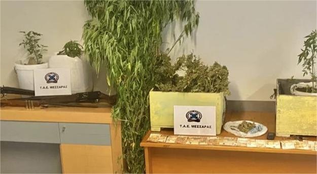 Read more about the article Έκρυβαν κάνναβη σε… κυψέλες μελισσών