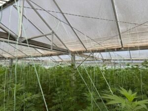 Read more about the article Εντοπίστηκε φυτεία δενδρυλλίων κάνναβης στα Χανιά