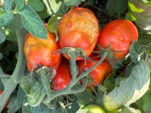 Read more about the article Θέρισε τη βιομηχανική ντομάτα ο παρατεταμένος καύσωνας