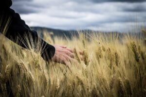 Read more about the article Οδηγίες αξιολόγησης αιτήσεων για «Εγκατάσταση Γεωργών Νεαρής Ηλικίας»