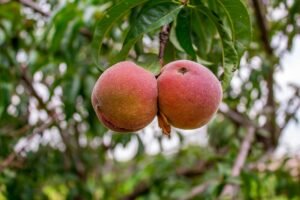 Read more about the article Yποχρέωση έκδοσης δελτίου αποστολής έχουν μόνο οι αγρότες κανονικού καθεστώτος