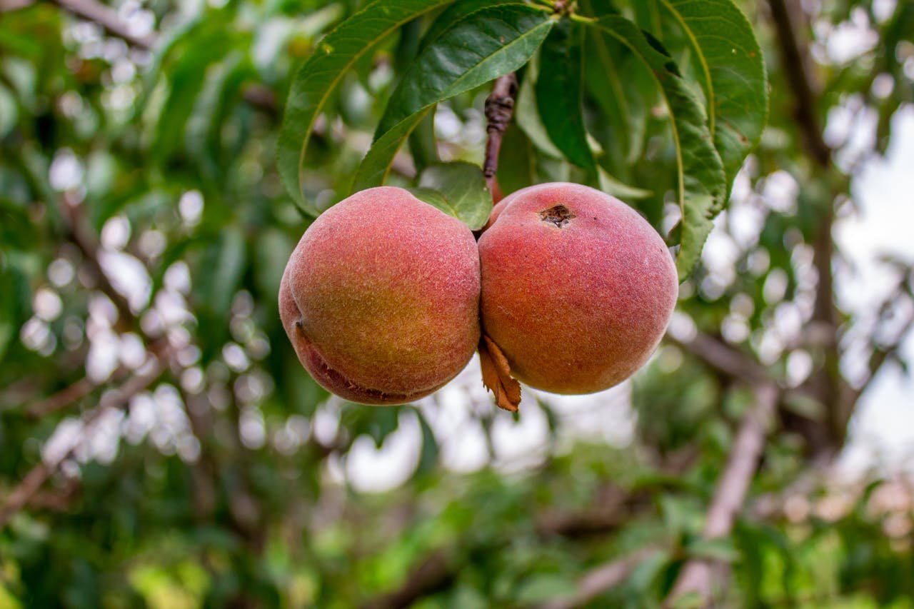 Read more about the article Yποχρέωση έκδοσης δελτίου αποστολής έχουν μόνο οι αγρότες κανονικού καθεστώτος