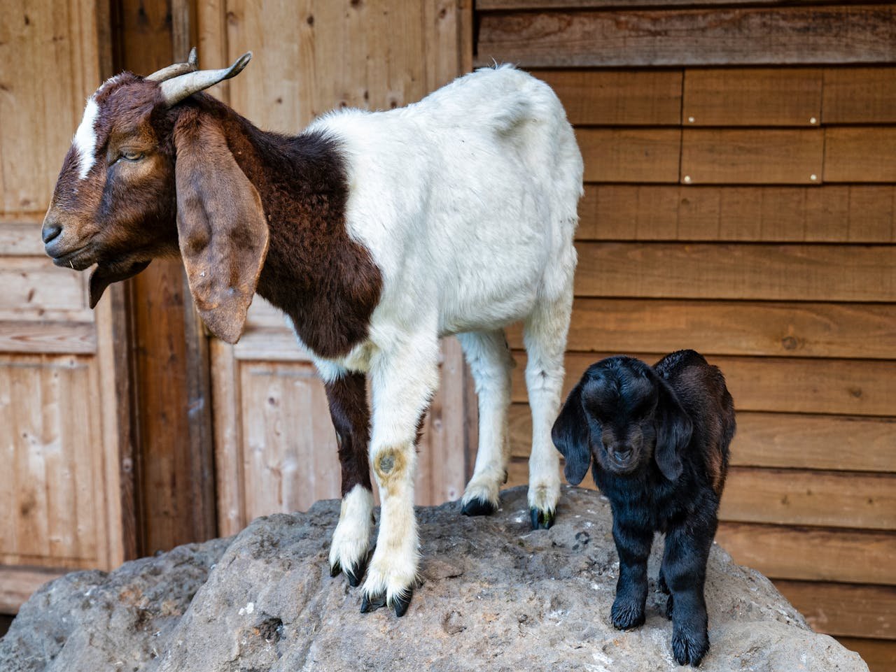 Read more about the article Τις δυσκολίες τους μας περιγράφουν κτηνοτρόφοι από τη Θράκη-Κρήτη, “δεν υπάρχει χρήμα” λένε